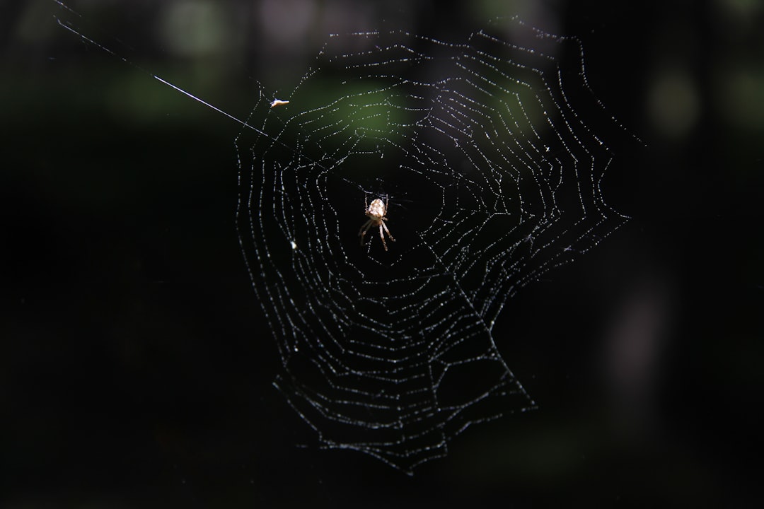 Web imagen 1