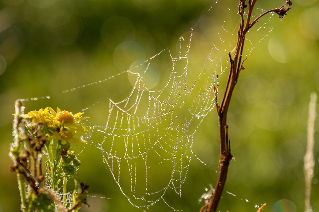Web imagen 2